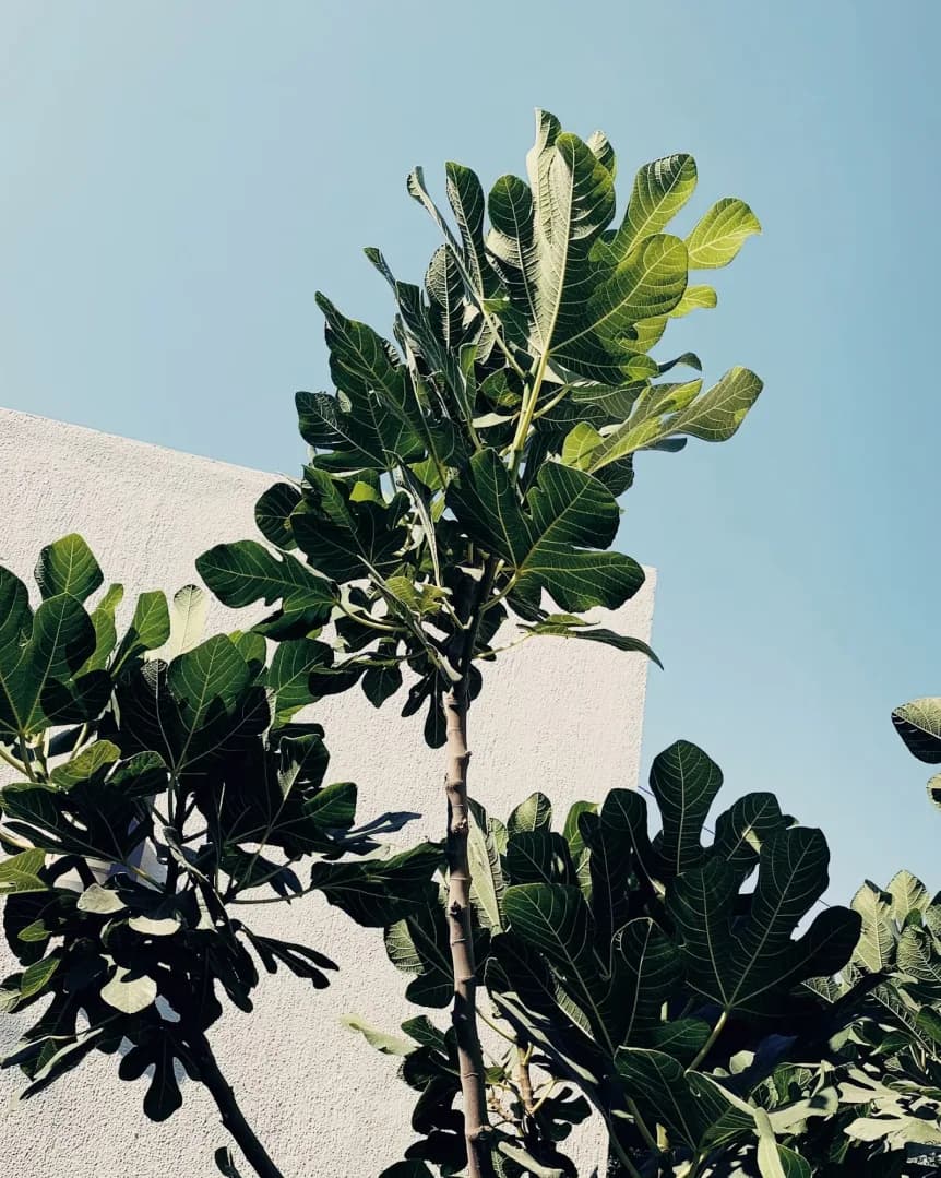Aegean fig tree in afternoon sun